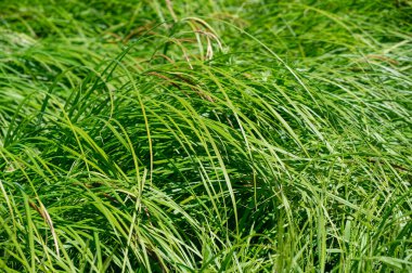 Doku, arkaplan, desen, tarlanın sığ derinliği, çayırdaki çimenler, tipik olarak dar yapraklı bitkilerden oluşan bitki örtüsü, çim ve çayırlarda yetiştirilen yabani veya ekili bitkiler.