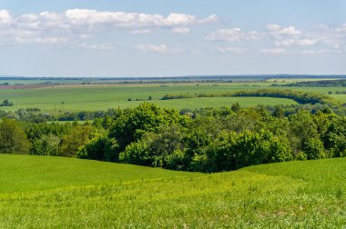 Yaz manzarası, ekilmiş tarlalardaki yeşil tahıllar, buğday, yulaf, arpa, çavdar büyük bir tarlada yetişiyor, Avrupa 'nın bir parçası boyunca bir yürüyüş.