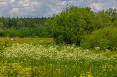 Yaz manzarası, gök gürültülü bulutlar, mavi gökyüzü, sel basmış çayır tarlaları, yaz renklerinin kokusu ve çeşitli kır çiçekleri.