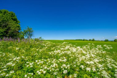 Yaz manzarası, ekilmiş tarlalardaki yeşil tahıllar, buğday, yulaf, arpa, çavdar büyük bir tarlada yetişiyor, Avrupa 'nın bir parçası boyunca bir yürüyüş.