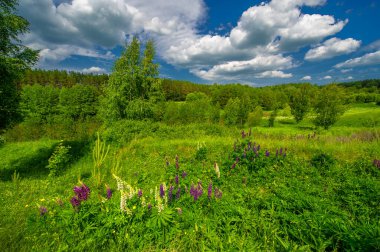 Yaz manzarası, kırsal alan, çimenlerin ve ağaçların canlı yeşilliği, beyaz bulutlu mavi gökyüzü, lupin ya da lupin olarak bilinen Lupinus, harika yaz havası.
