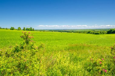Yaz manzarası, ekilmiş tarlalardaki yeşil tahıllar, buğday, yulaf, arpa, çavdar büyük bir tarlada yetişiyor, Avrupa 'nın bir parçası boyunca bir yürüyüş.