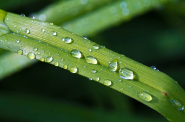 Çimenlerin üzerine bir damla su, yaz yağmurundan sonra atmosferden yoğun nem damlaları görünür bir şekilde damlalar halinde düşer..