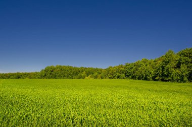 Yaz manzarası, ekilmiş tarlalardaki yeşil tahıllar, buğday, yulaf, arpa, çavdar büyük bir tarlada yetişiyor, Avrupa 'nın bir parçası boyunca bir yürüyüş.