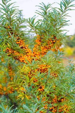 güzel sonbahar ağaç dalı