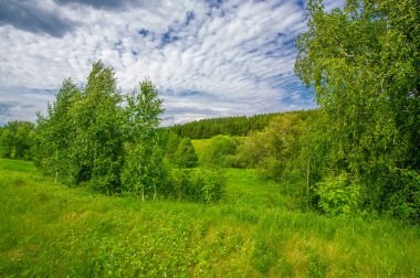 Yaz manzarası, kırsal alan, parlak yeşil çimenler ve ağaçlar, beyaz bulutlu mavi gökyüzü, harika yaz havası.