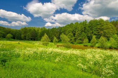 Yaz manzarası, kırsal alan, parlak yeşil çimenler ve ağaçlar, beyaz bulutlu mavi gökyüzü, harika yaz havası.