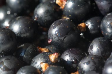 Frenk üzümü, kuşüzümü, böğürtlen. C vitamini ve polifenol fizyokimyasalları. Reçel, reçel ve şurup yapımında kullanılır ve meyve suyu pazarı için ticari olarak yetiştirilir..