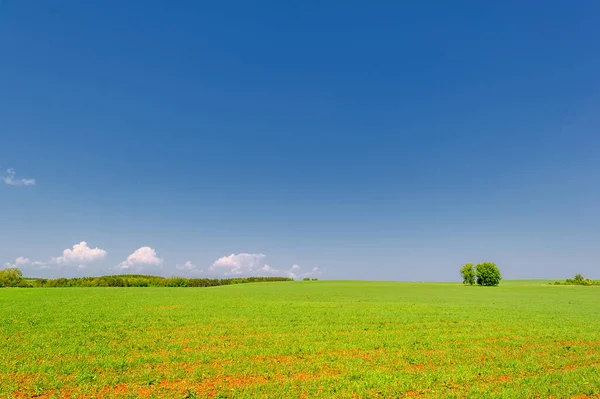 Spring Photography Young Green Wheat Grows Sun Cereal Plant Most — Stock Photo, Image