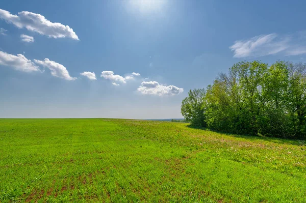 Fotografía Primavera Trigo Verde Joven Crece Sol Una Planta Cereales — Foto de Stock