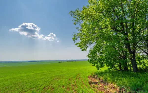  Bahar fotoğrafçılığı, güneşte yetişen taze yeşil buğday, ılıman ülkelerde yetişen en en önemli bitkidir, buğday, ekmek yapmak için toprak, vs. 