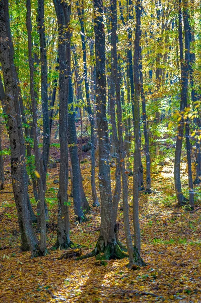 クリミア半島の秋の写真は ブナの角の森 ブナ林が多い森林はヨーロッパの森林の約15 を占めている 国立公園は自然公園や保護区を — ストック写真