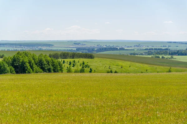 Sommarlandskap Ängsfält Med Klippta Fodergrödor Klippt Alfalfa — Stockfoto