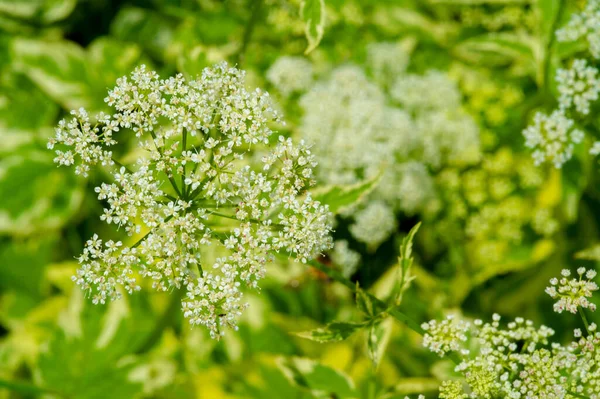 Textura Fondo Patrón Profundidad Superficial Del Campo Hierba Prado Vegetación —  Fotos de Stock