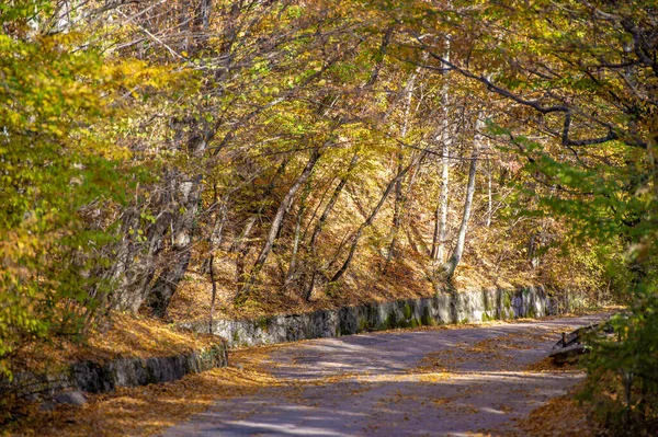 Herbstbilder Von Der Halbinsel Krim Buchenhainbuchenwälder Wälder Mit Vorwiegend Buchenwäldern — Stockfoto