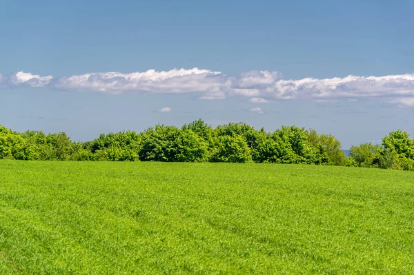 Sommar Landskap Gröna Spannmål Odlade Fält Vete Havre Korn Råg — Stockfoto