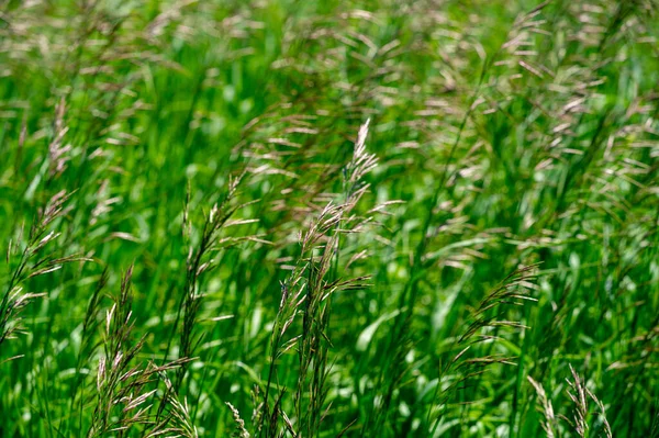 Struktura Pozadí Obrazec Mělká Hloubka Pole Tráva Louce Vegetace Sestávající — Stock fotografie