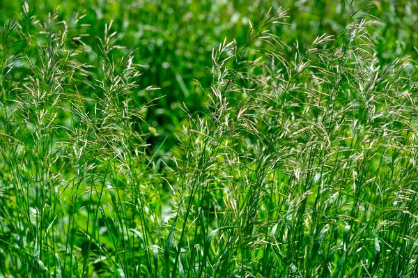 Textur Hintergrund Muster Flache Schärfentiefe Gras Auf Der Wiese Vegetation — Stockfoto