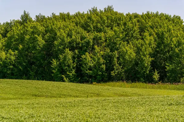 夏天的风景 耕地上的绿色谷类 黑麦生长在一片广阔的土地上 沿着欧洲的土地漫步 — 图库照片
