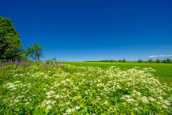 Paysage Estival Céréales Vertes Sur Les Champs Cultivés Blé Avoine — Photo