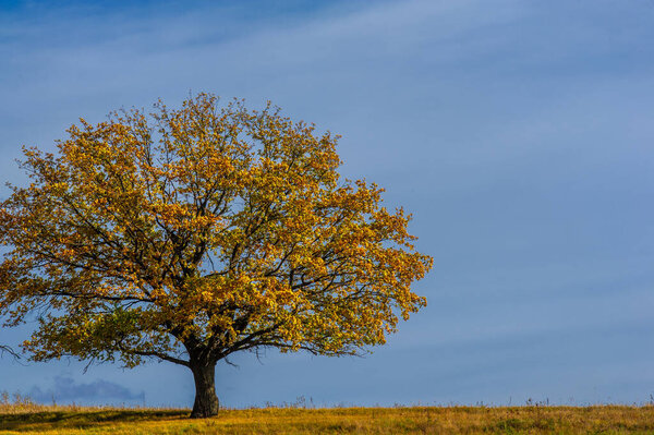 Autumn landscape photography, best photographer, mixed forests in autumn condition, colorful leaves, divided into burgundy, red, green, with patterned carpet
