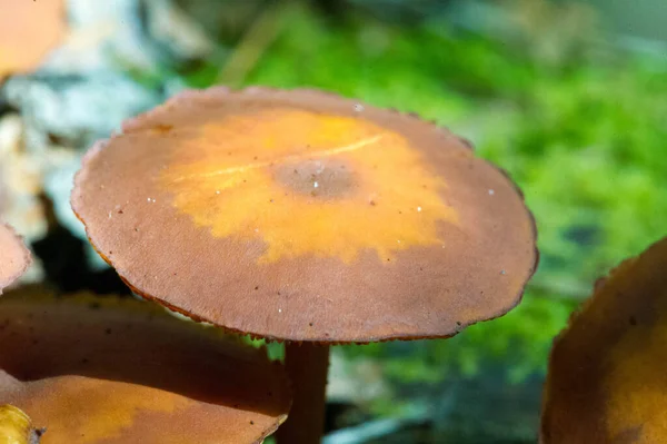 Fotografia Outono Cogumelos Latin Fungi Mycota Reino Vida Selvagem Unindo — Fotografia de Stock