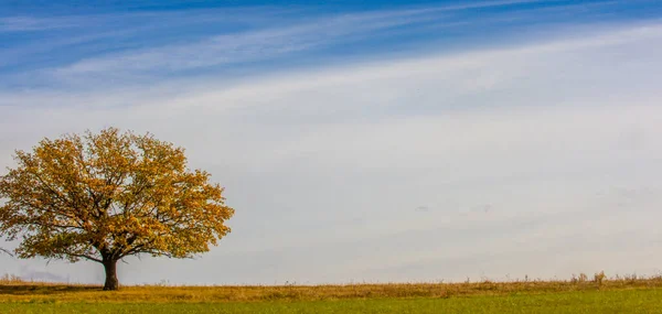 Outono Fotografia Paisagem Melhor Fotógrafo Florestas Mistas Condição Outono Folhas — Fotografia de Stock