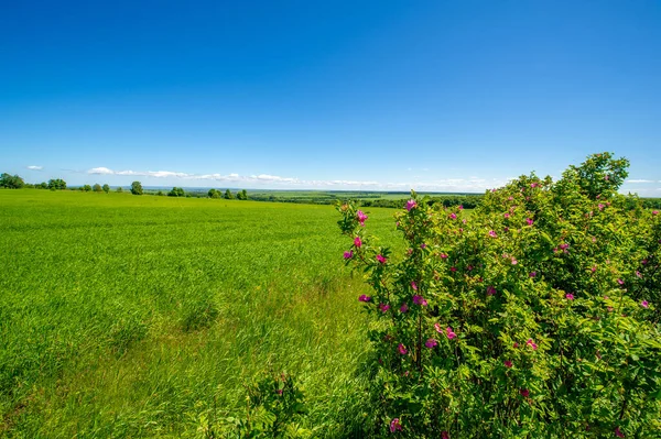 Summer Landscape Green Cereals Cultivated Fields Wheat Oats Barley Rye — Stock Photo, Image