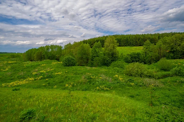 Summer Landscape Countryside Bright Green Grass Trees Blue Sky White — Stock Photo, Image