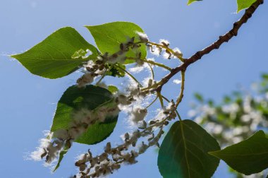 Kavak tüyü kar yığınına dönüşecek. İdeal şehir ağacı, diğer türlerden dört kat daha fazla karbondioksit emilir.