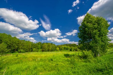 Yaz manzarası, kırsal alan, parlak yeşil çimenler ve ağaçlar, beyaz bulutlu mavi gökyüzü, harika yaz havası.