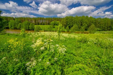 Yaz manzarası, kırsal alan, parlak yeşil çimenler ve ağaçlar, beyaz bulutlu mavi gökyüzü, harika yaz havası.