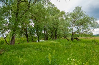 Yaz manzarası, gök gürültülü bulutlar, mavi gökyüzü, sel basmış çayır tarlaları, yaz renklerinin kokusu ve çeşitli kır çiçekleri.