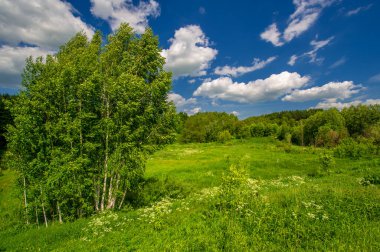 Yaz manzarası, kırsal alan, parlak yeşil çimenler ve ağaçlar, beyaz bulutlu mavi gökyüzü, harika yaz havası.