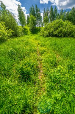 Yaz manzarası, kırsal alan, parlak yeşil çimenler ve ağaçlar, beyaz bulutlu mavi gökyüzü, harika yaz havası.