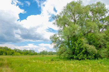 Yaz manzarası, gök gürültülü bulutlar, mavi gökyüzü, sel basmış çayır tarlaları, yaz renklerinin kokusu ve çeşitli kır çiçekleri.