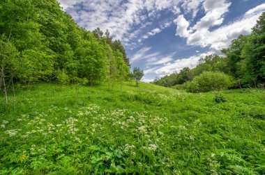 Yaz manzarası, kırsal alan, parlak yeşil çimenler ve ağaçlar, beyaz bulutlu mavi gökyüzü, harika yaz havası.