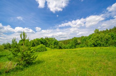Yaz manzarası, kırsal alan, parlak yeşil çimenler ve ağaçlar, beyaz bulutlu mavi gökyüzü, harika yaz havası.