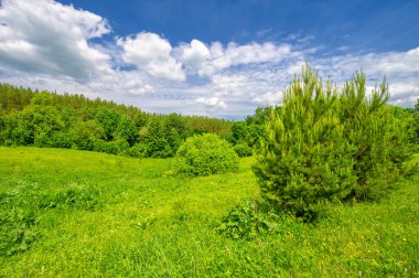 Yaz manzarası, kırsal alan, parlak yeşil çimenler ve ağaçlar, beyaz bulutlu mavi gökyüzü, harika yaz havası.
