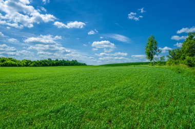 Yaz manzarası, tohum ekilmiş tarlalarda yeşil yonca tohumu, rüzgarda sallanan bitkiler.