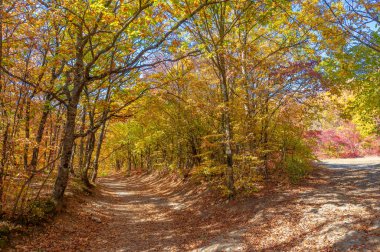 Sonbaharda Kırım Yarımadası 'nın fotoğrafları, Hornbeam Ormanı. 650-700 metre yükseklikte büyür, kayalık meşe ormanları kayın ve korna ile yer değiştirir. toprak ve su korunumu