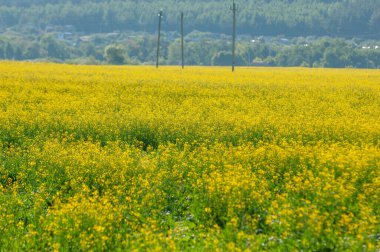 Canola, Fransa, Belçika, Usa, Hollanda, Almanya ve Polonya 'da yaygın olarak yetişmektedir. Özellikle Fransa 'da, petrol üretimi önemli bir endüstri. Kolza ticaretinde.,
