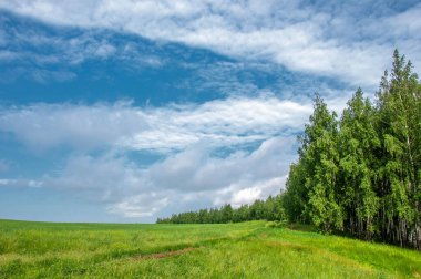 Yaz manzarası, orman kenarı ağaçlar ve çalılıklarla kaplı geniş bir alan. bir nesnenin, alanın ya da yüzeyin dış sınırı