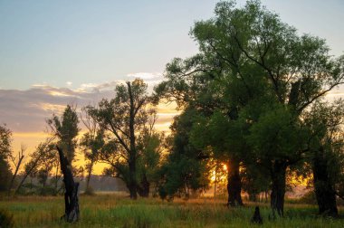 Yaz manzarası fotoğrafı, Şafak vakti gün batımı güzel boyalar gökyüzü, pastel gölgeler, batan güneşin gölgesindeki ağaçlar.