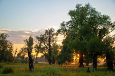 Yaz manzarası fotoğrafı, Şafak vakti gün batımı güzel boyalar gökyüzü, pastel gölgeler, batan güneşin gölgesindeki ağaçlar.