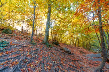 Sonbaharda Kırım Yarımadası 'nın fotoğrafları, Hornbeam Ormanı. 650-700 metre yükseklikte büyür, kayalık meşe ormanları kayın ve korna ile yer değiştirir. toprak ve su korunumu