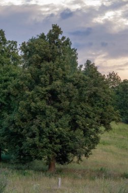 Yaz manzarası, batan güneşin arka planında dağ manzarası.