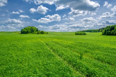 Yaz manzarası, ekili tarlalarda yetişen yeşil buğday gevreği, rüzgarda sallanan bitkiler.