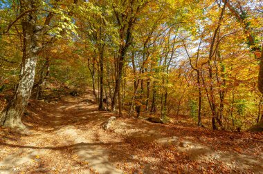 Sonbaharda Kırım Yarımadası 'nın fotoğrafları, Hornbeam Ormanı. 650-700 metre yükseklikte büyür, kayalık meşe ormanları kayın ve korna ile yer değiştirir. toprak ve su korunumu