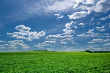 Yaz manzarası, ekili tarlalarda yetişen yeşil buğday gevreği, rüzgarda sallanan bitkiler.
